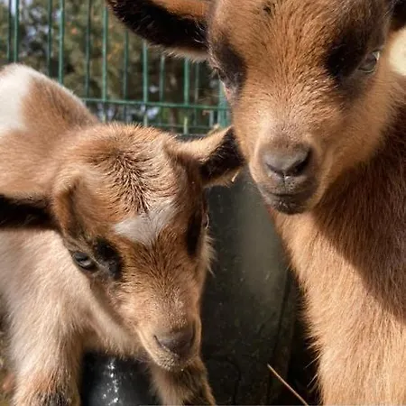 Дом отдыха Quinta Foz Arelho Piscina Aquecida Фош-ду-Арелью