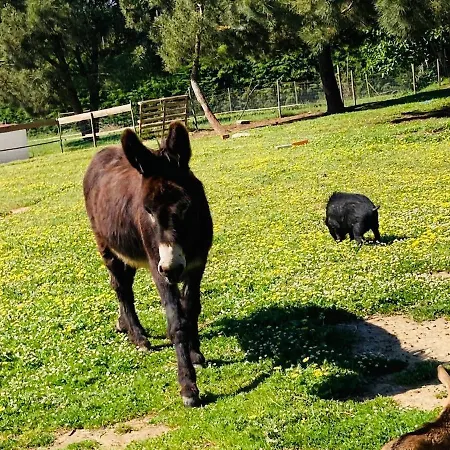 Дом отдыха Quinta Foz Arelho Piscina Aquecida Фош-ду-Арелью